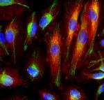 Annexin A6 Antibody in Immunocytochemistry (ICC/IF)