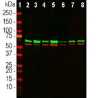 Annexin A6 Antibody in Western Blot (WB)