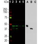 Aurora A/B Antibody in Western Blot (WB)