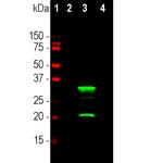 mCherry Antibody in Western Blot (WB)