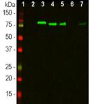 MARCKS Antibody in Western Blot (WB)