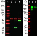 SARS-CoV-2 Spike Protein RBD Antibody in Western Blot (WB)