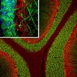 MAP2 Antibody in Immunohistochemistry (PFA fixed) (IHC (PFA))