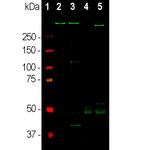 MAP2 Antibody in Western Blot (WB)