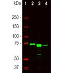 MECP2 Antibody in Western Blot (WB)