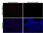 LAMP1 Antibody in Immunohistochemistry (Paraffin) (IHC (P))