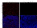 LAMP1 Antibody in Immunohistochemistry (Paraffin) (IHC (P))