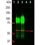 LAMP1 Antibody in Western Blot (WB)