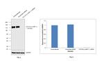 LAMP1 Antibody in Western Blot (WB)