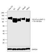 LAMP1 Antibody in Western Blot (WB)