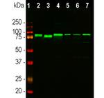 EWSR1 Antibody in Western Blot (WB)