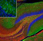 beta Synuclein Antibody in Immunohistochemistry (PFA fixed) (IHC (PFA))