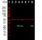 Annexin V Antibody in Western Blot (WB)