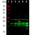 MBP Antibody in Western Blot (WB)