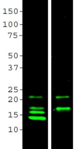 MBP Antibody in Western Blot (WB)