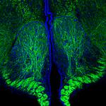 NF-H Antibody in Immunohistochemistry (PFA fixed) (IHC (PFA))