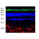 Rhodopsin Antibody in Immunohistochemistry (IHC)