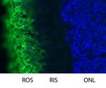 Rhodopsin Antibody in Immunohistochemistry (IHC)