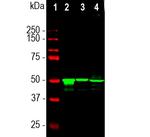 S-arrestin Antibody in Western Blot (WB)