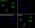 Cathepsin H Antibody in Immunocytochemistry (ICC/IF)