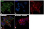 Cathepsin H Antibody in Immunocytochemistry (ICC/IF)