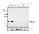 Cathepsin H Antibody in Western Blot (WB)