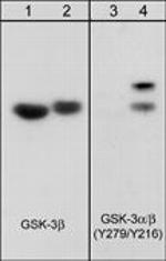 Phospho-GSK3 alpha/beta (Tyr279, Tyr216) Antibody in Western Blot (WB)