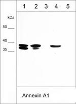 Annexin A1 Antibody in Western Blot (WB)