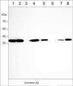 Annexin A2 Antibody in Western Blot (WB)