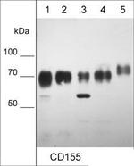 CD155 Antibody in Western Blot (WB)