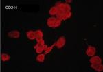 CD244 (2B4) Antibody in Immunocytochemistry (ICC/IF)