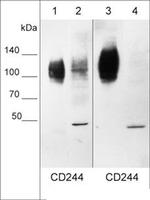 CD244 (2B4) Antibody in Western Blot (WB)