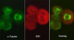 EB1 Antibody in Immunocytochemistry (ICC/IF)