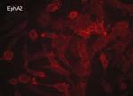 EphA2 Antibody in Immunocytochemistry (ICC/IF)