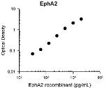 EphA2 Antibody in ELISA (ELISA)