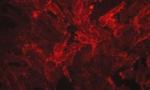 EphA2 Antibody in Immunocytochemistry (ICC/IF)