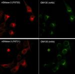 GM130 Antibody in Immunocytochemistry (ICC/IF)