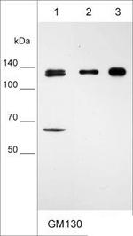 GM130 Antibody in Western Blot (WB)