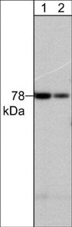 PKC delta Antibody in Western Blot (WB)