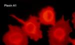 Plexin-A1 Antibody in Immunocytochemistry (ICC/IF)