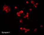 Synapsin 1 Antibody in Immunocytochemistry (ICC/IF)