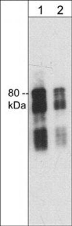 Synapsin 1 Antibody in Western Blot (WB)