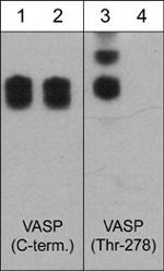 VASP Antibody in Western Blot (WB)