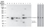 Caspase 3 p17 Antibody in Western Blot (WB)