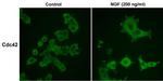 CDC42 Antibody in Immunocytochemistry (ICC/IF)