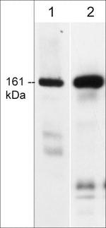 CLASP1 Antibody in Western Blot (WB)