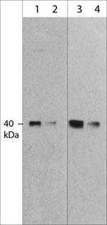 MURF1 Antibody in Western Blot (WB)