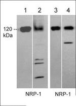 Neuropilin 1 Antibody in Western Blot (WB)