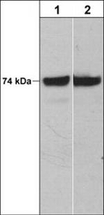 c-Raf Antibody in Western Blot (WB)