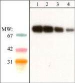 SHP2 Antibody in Western Blot (WB)